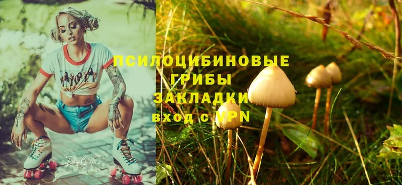 купить наркотик  Комсомольск-на-Амуре  Псилоцибиновые грибы Psilocybine cubensis 