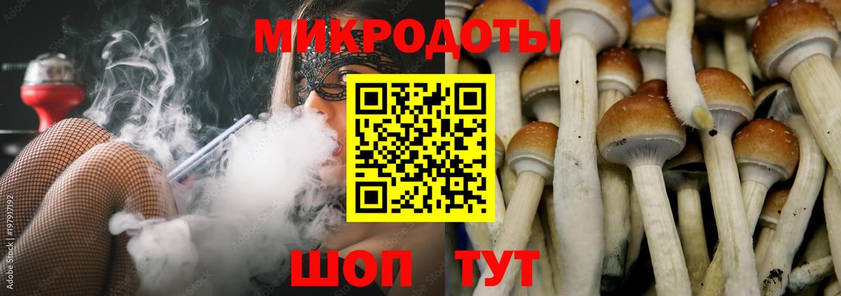 Псилоцибиновые грибы Psilocybe Комсомольск-на-Амуре